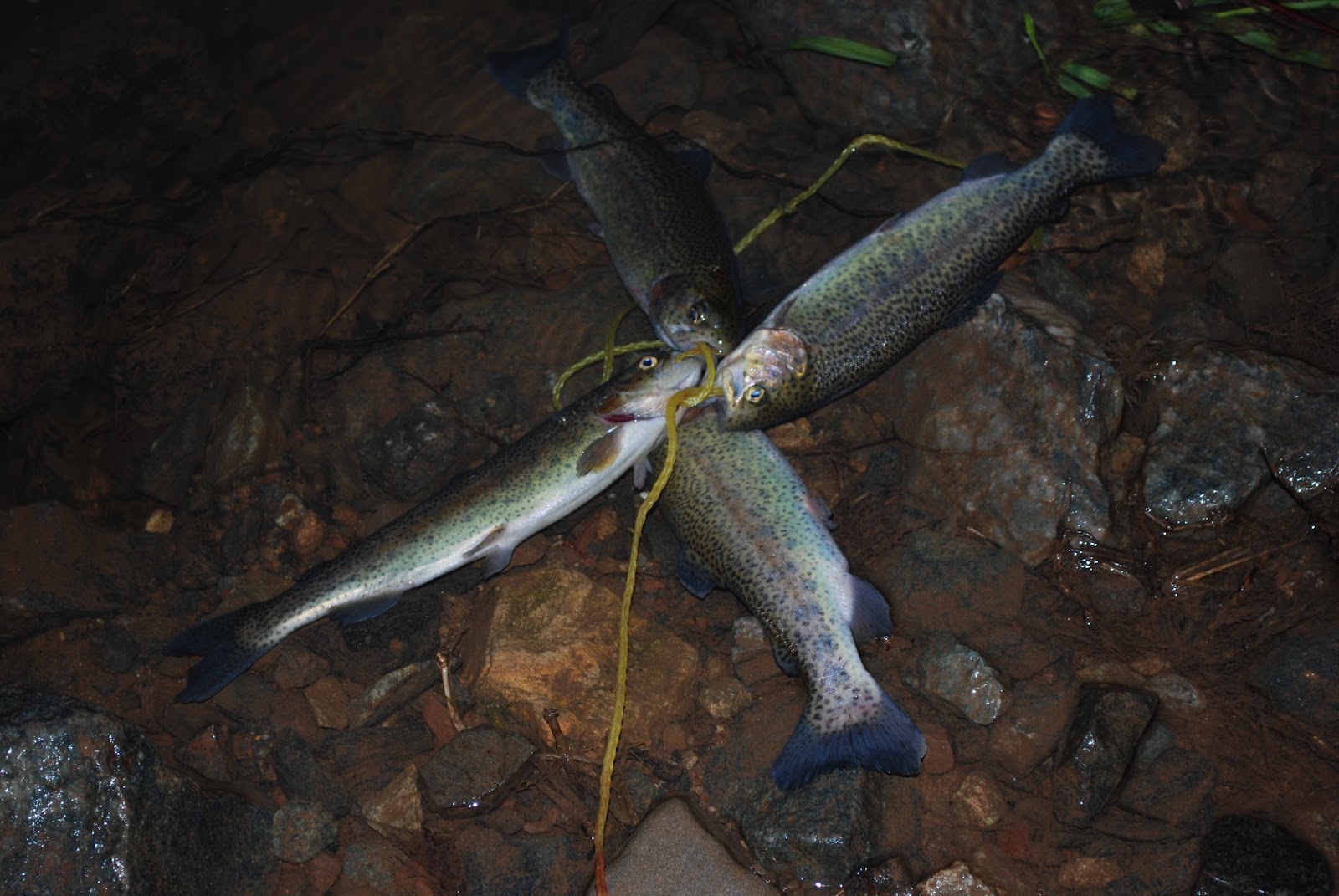 Litton's Fishing Lines Fishing Salmon Eggs For Rainbow Trout, Brook Trout