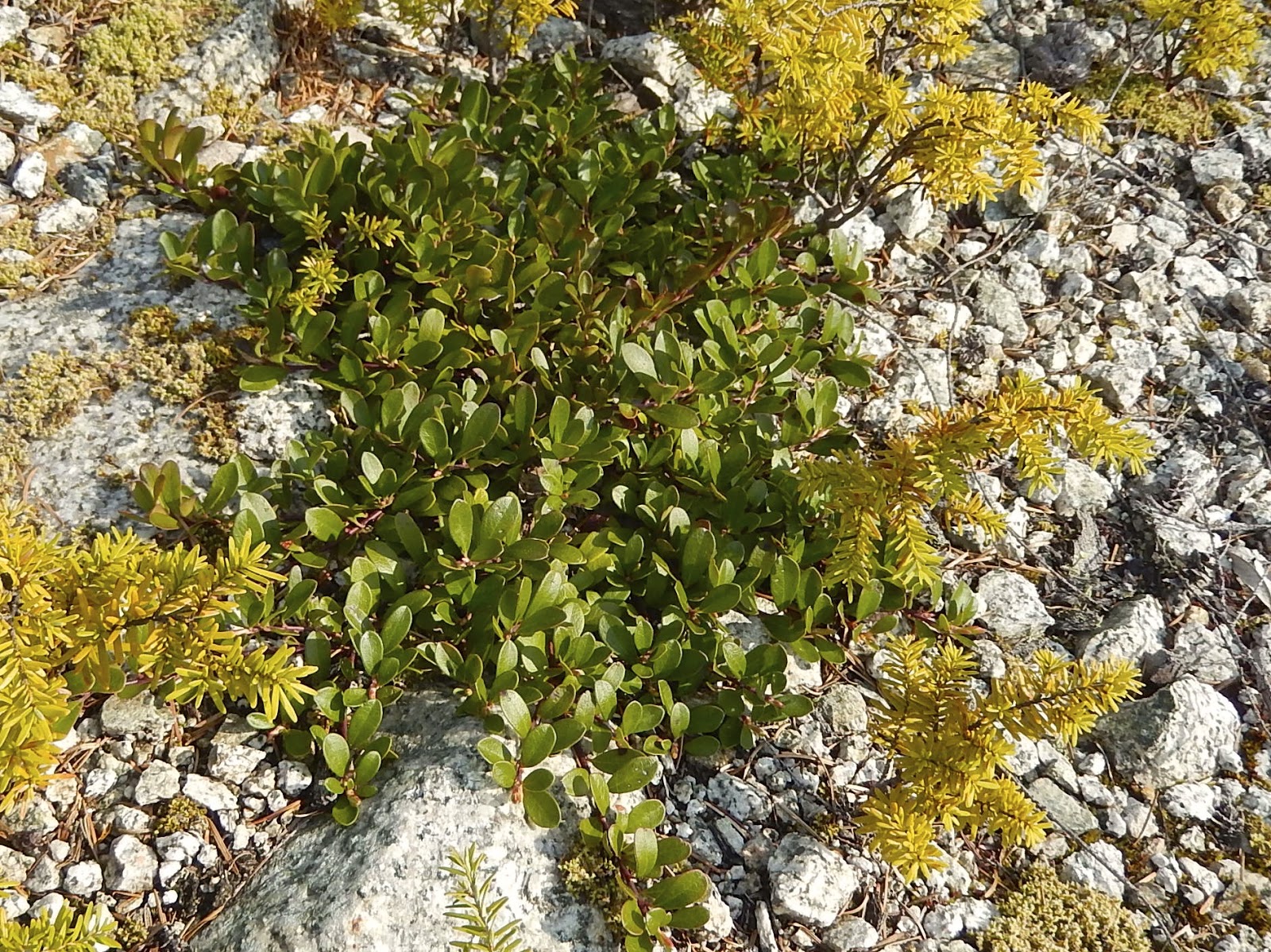 Powell River Books Blog Coastal BC Plants Kinnikinnick