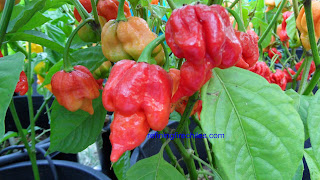 www.superhotchiles.com, Scorpion Butch T seeds