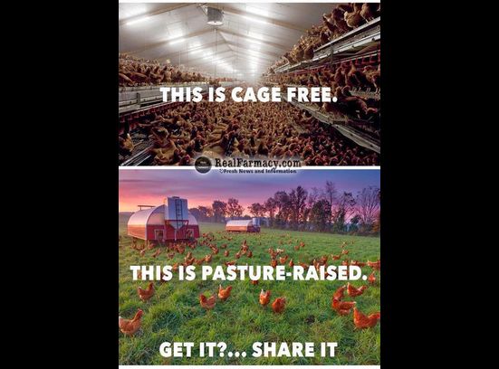 Cage-free vs pasture raised