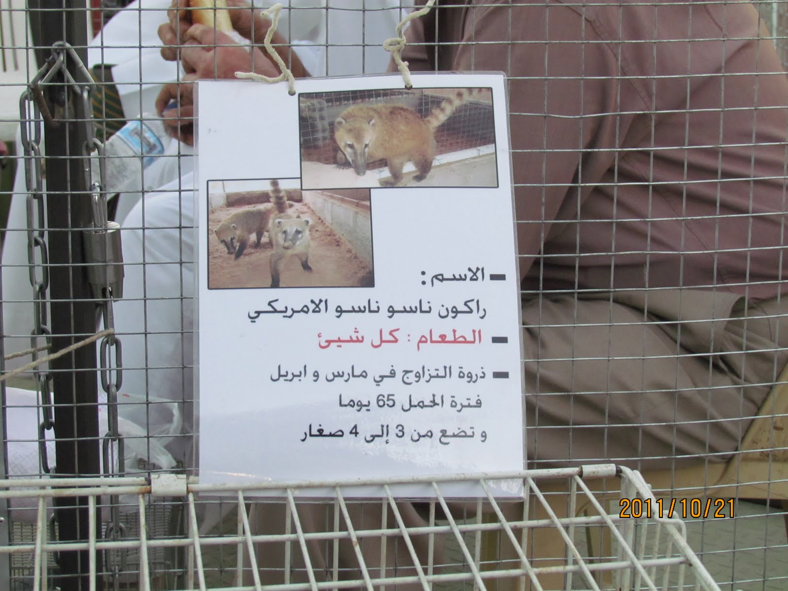 Friday Market + Animals = Cruelty Life in Kuwait
