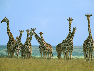 Giraffe Wallpapers   Animals Library