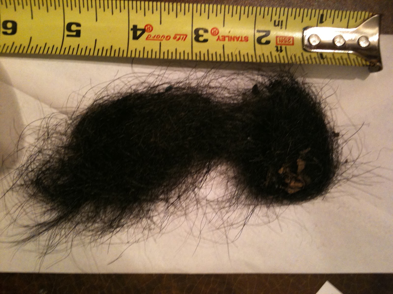 Bigfoot Dna March 2013