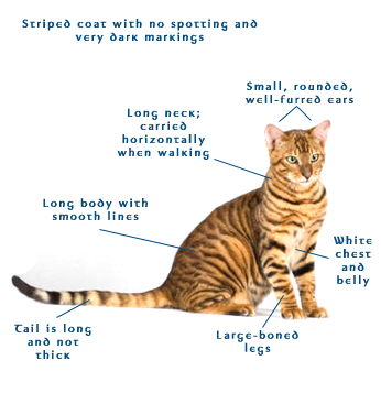 toyger cats