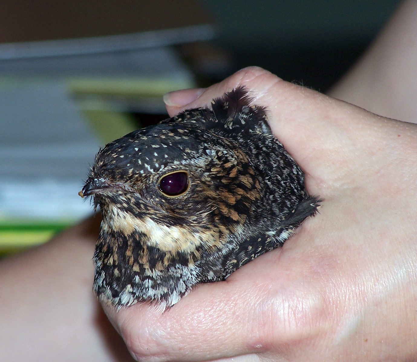 Dan Tallman’s Bird Blog Pectinate Toes