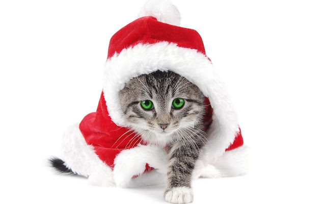 Cat wearing a big christmas hat