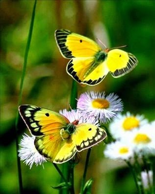 I Love Butterflies