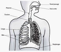 Worksheets Respiratory System Labeling Worksheet Answers breathing system diagram labeled juanribon com draw of human respiratory system