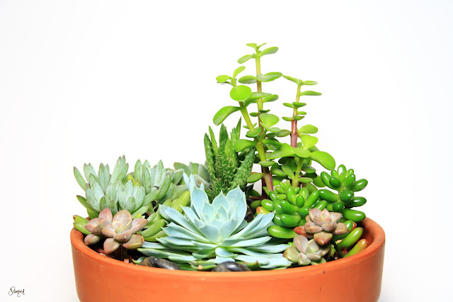 Plays of Rays: Succulent Garden