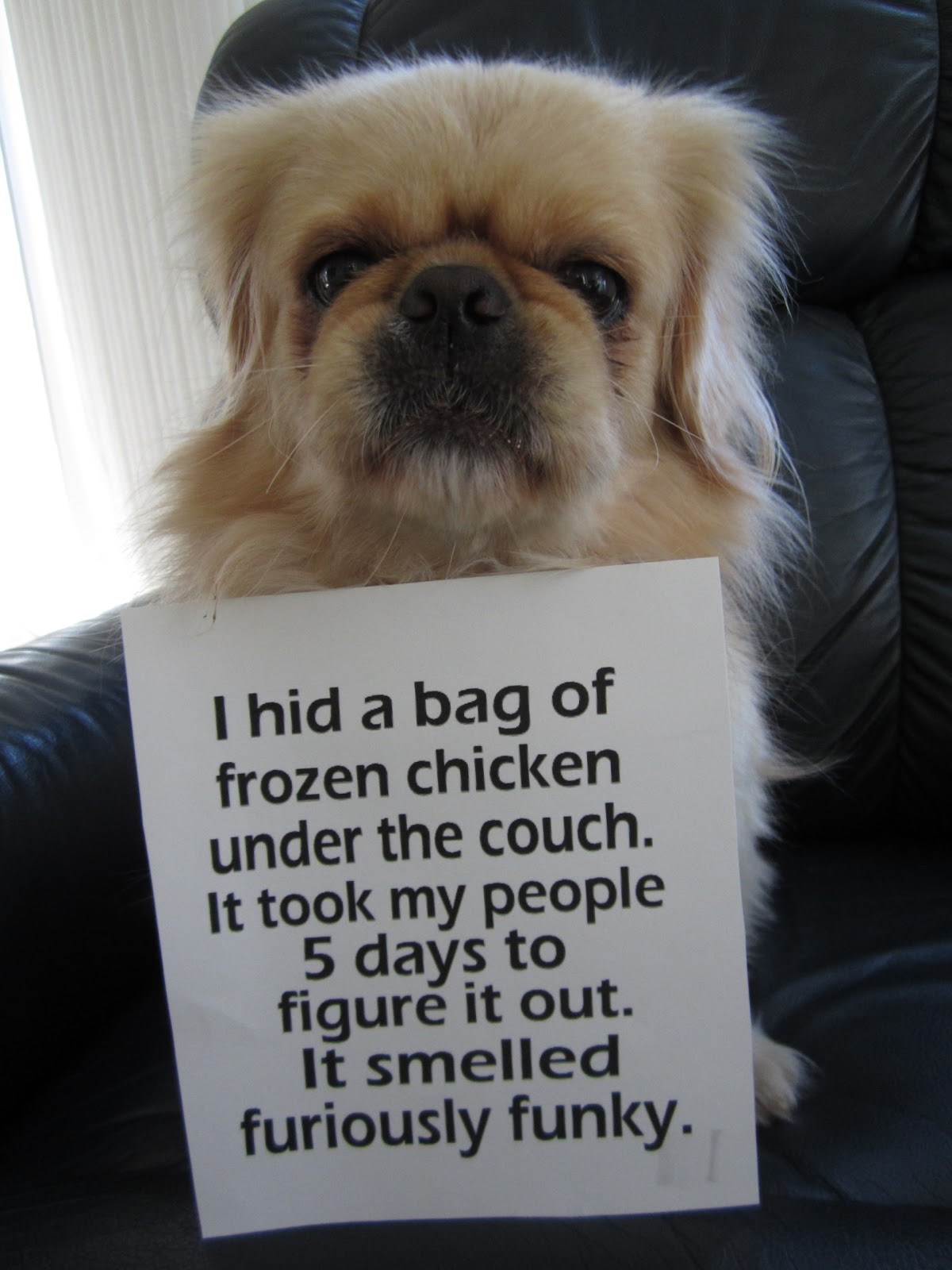 Dogs Gone Bad
