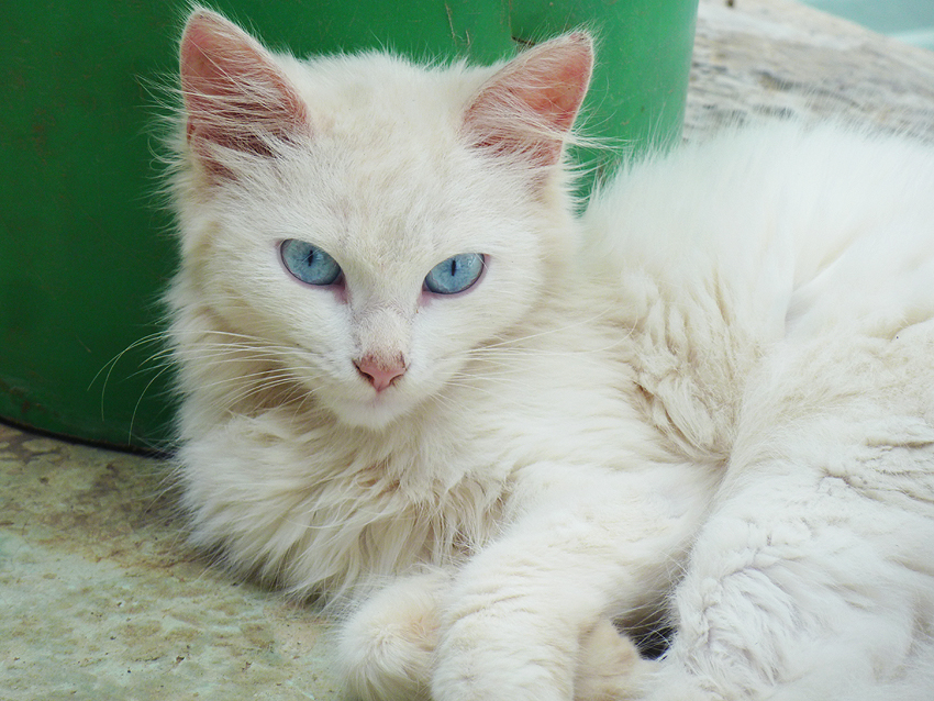 Dawnglow White+cat+blue+eyes+72