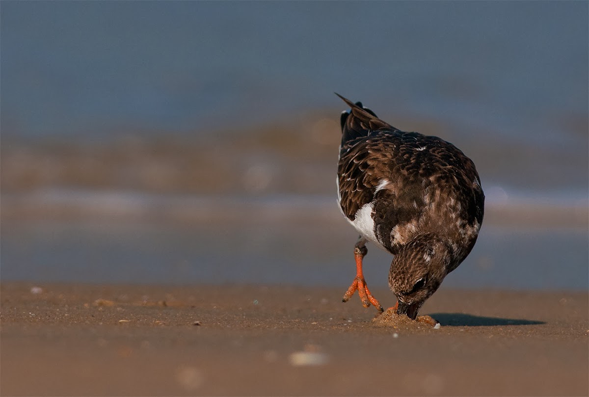 bird photography tips bird photography tips