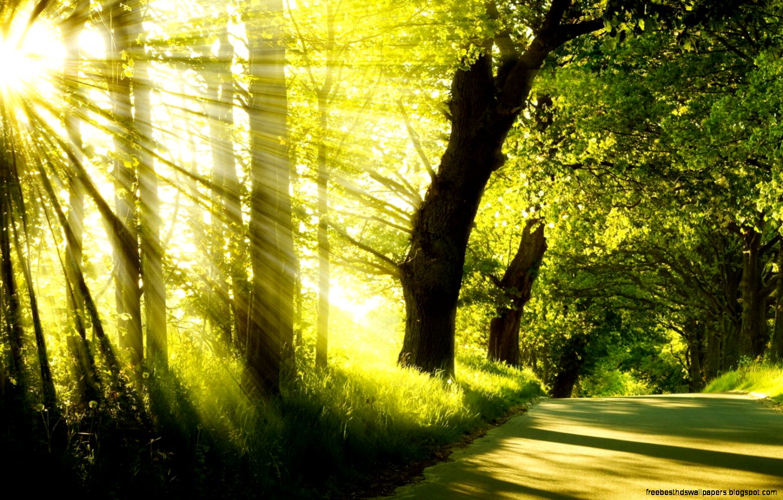 Sun light through the trees 1680 x 1050 Forest Photography Sun light through the trees 1680 x 1050 Forest Photography