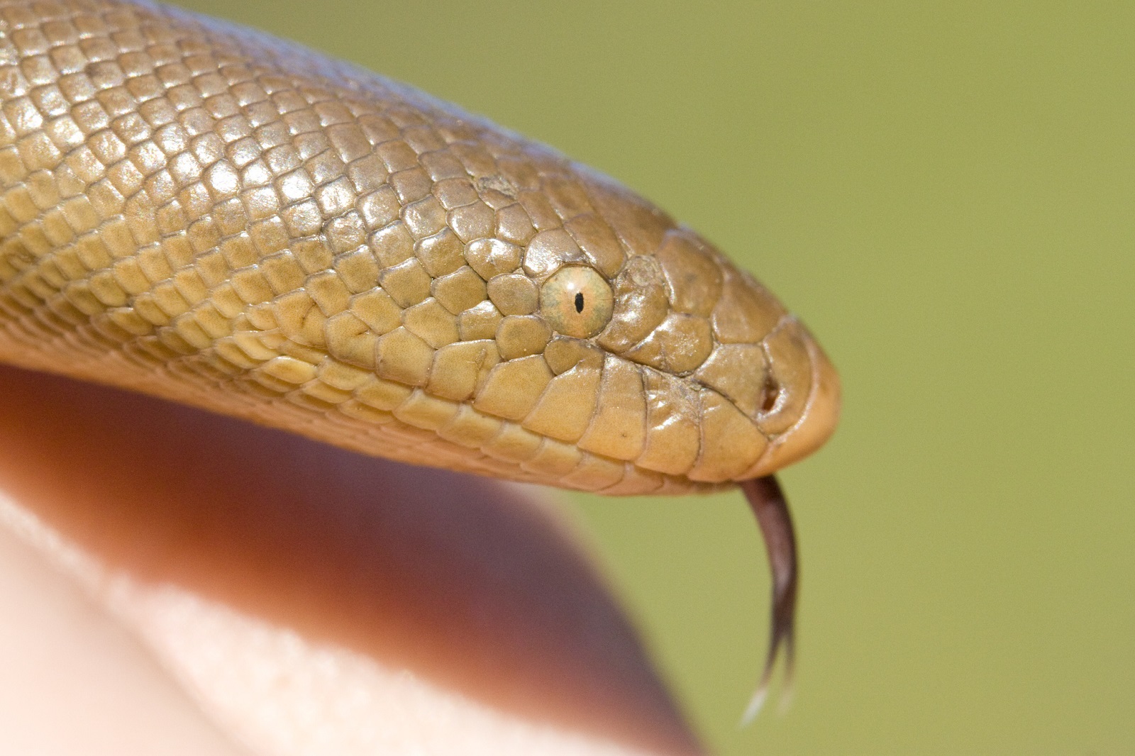Real Monstrosities Rubber Boa