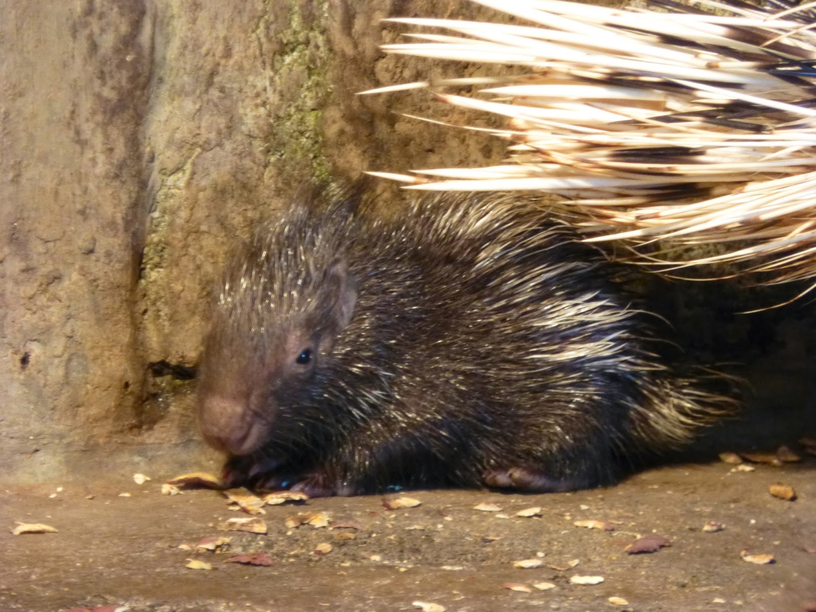 はむらzoo小噺 インドタテガミヤマアラシの赤ちゃん愛称募集開始
