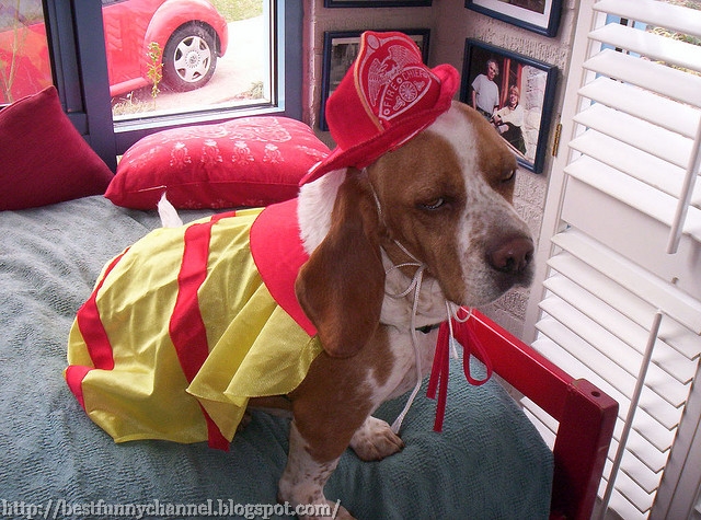  Dog firefighter