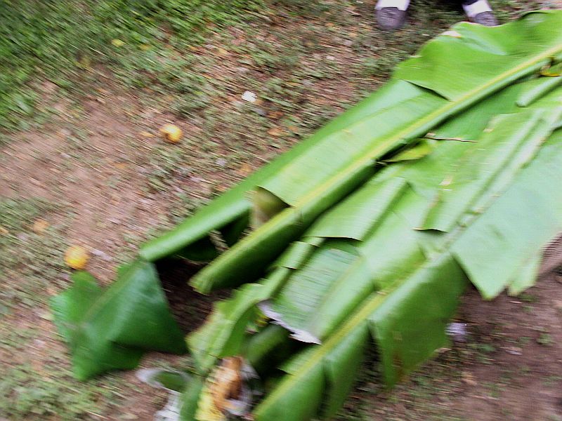 El El zacahuil el tamal gigante de La Huasteca