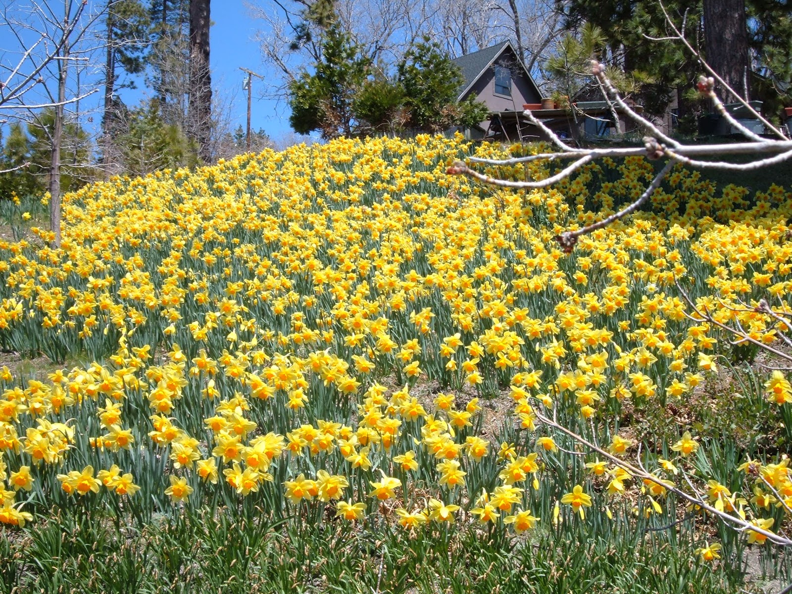 Lake Arrowhead Homes For Sale & So Much More! The Daffodil Gardens