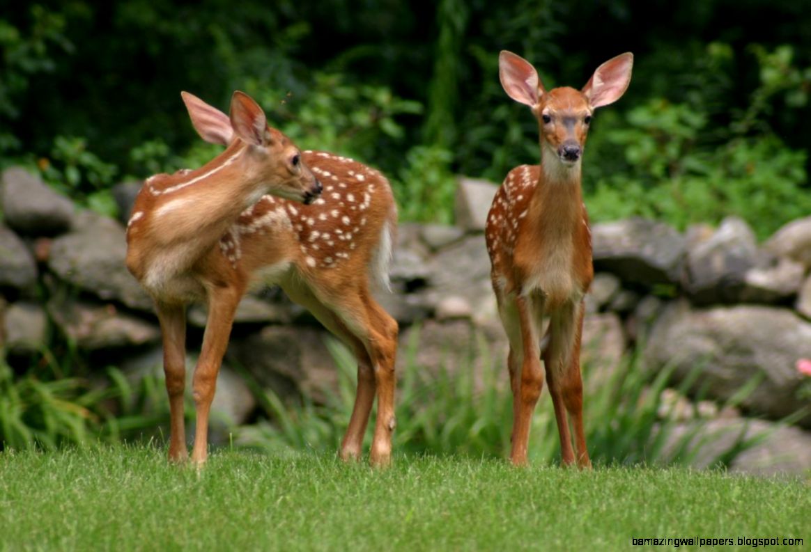 Cute Baby Deer id 92860 BUZZERG Cute Baby Deer id 92860 BUZZERG