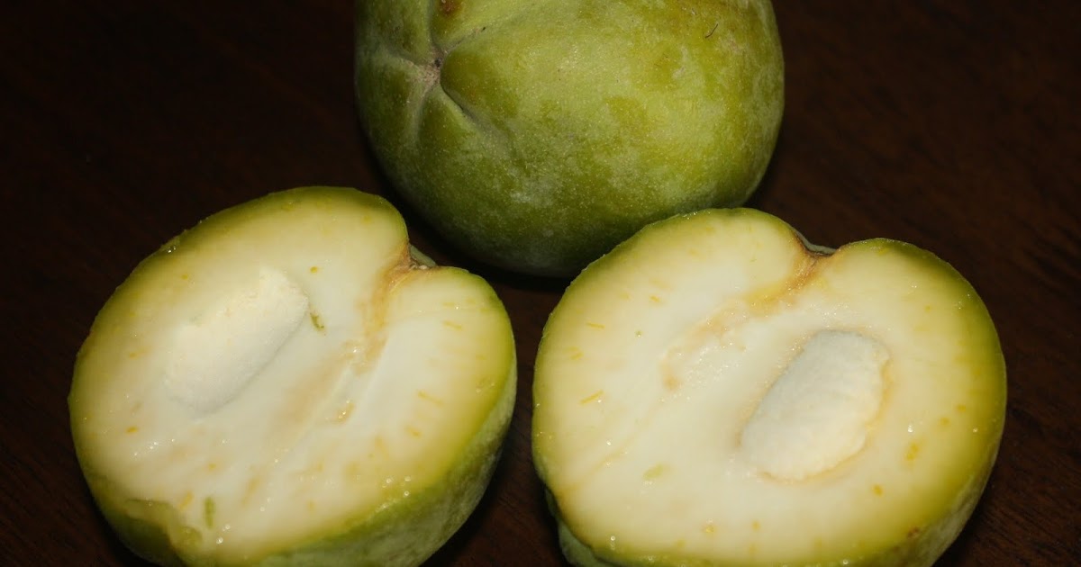 the great fruit hunt White Sapote / Zapote Blanco