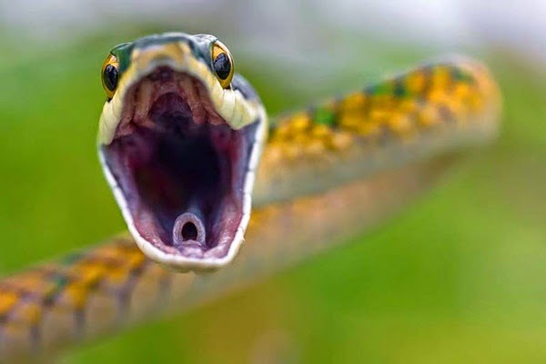 http://www.funmag.org/pictures-mag/animals-and-birds/snakes-pictures-35-photos/