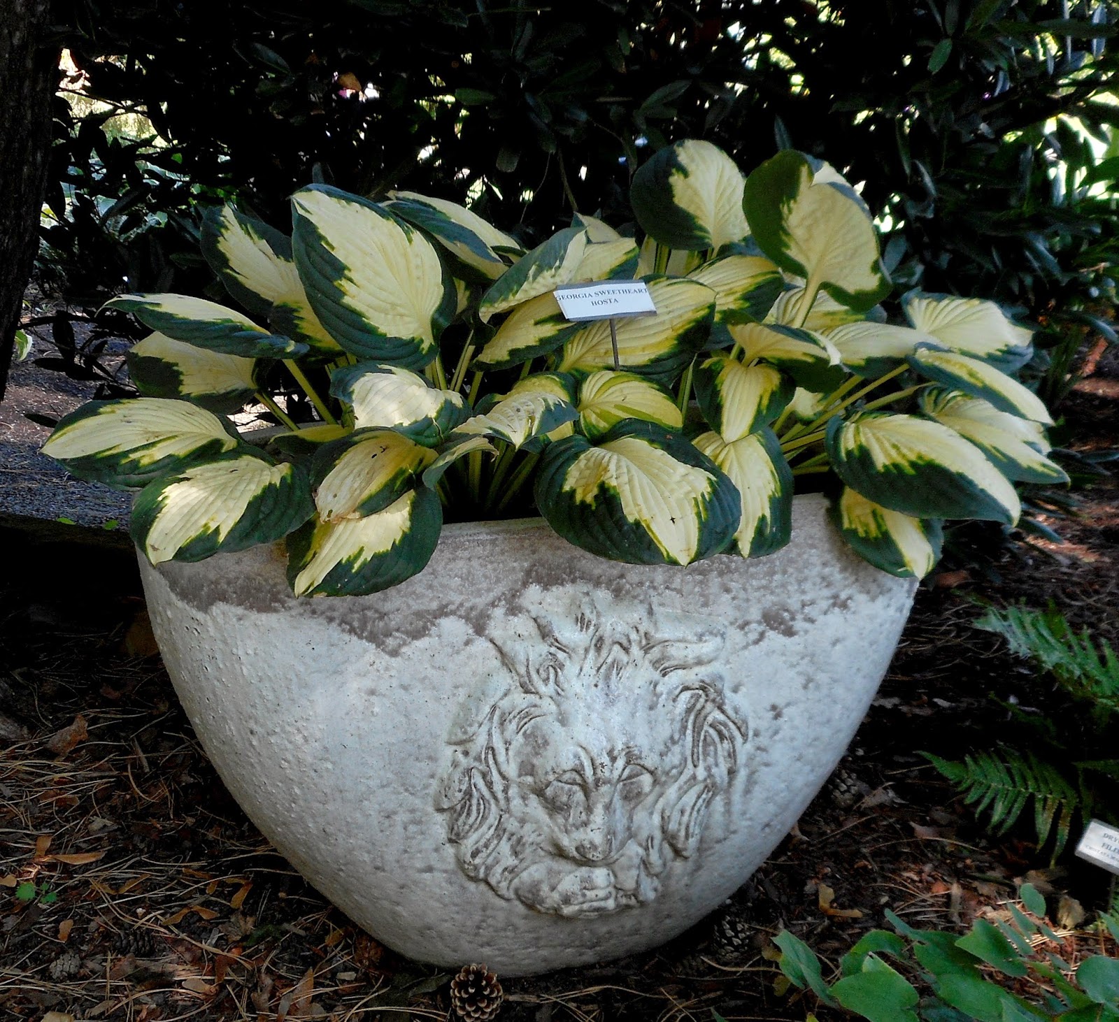 Gardening With Grace Garden Tour Sebright Gardens