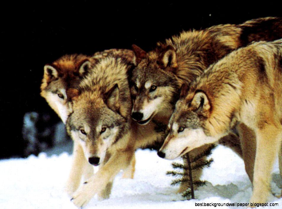 Wolf Pack Wolf Pack