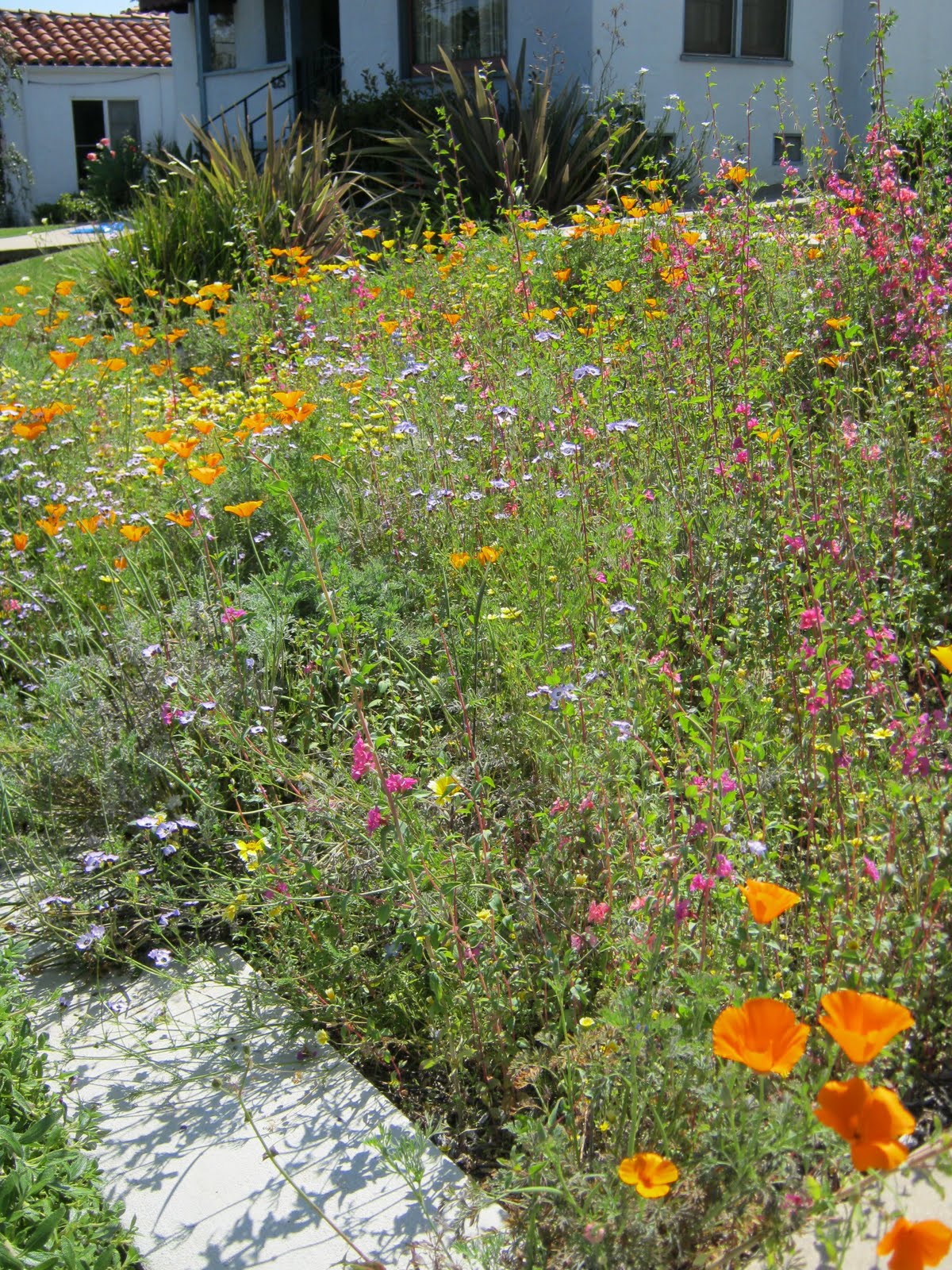 What Grows in Fullerton? Wildflower garden
