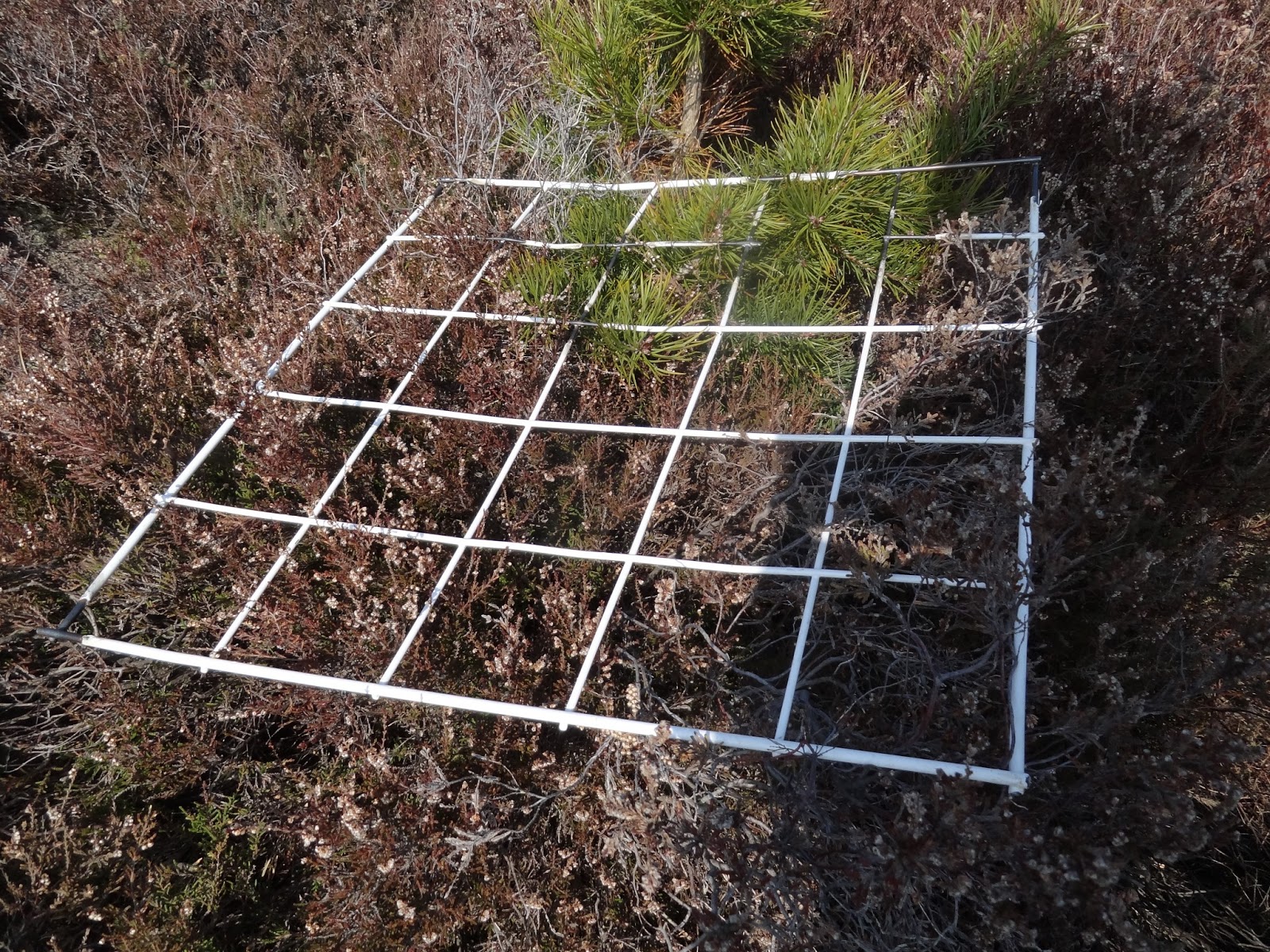 A Little Bit Of Geography Fieldwork Quadrat