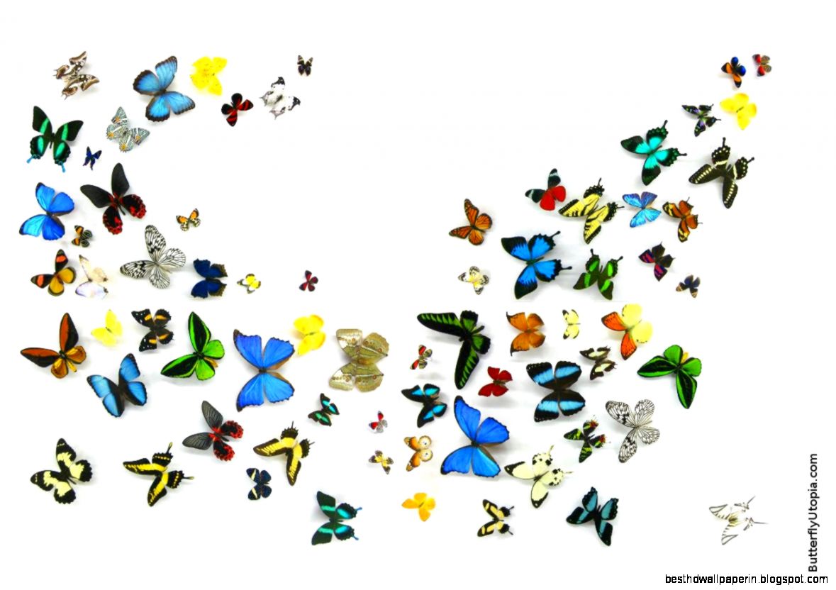 Free Butterfly Desktop Screensaver Free Butterfly Desktop Screensaver