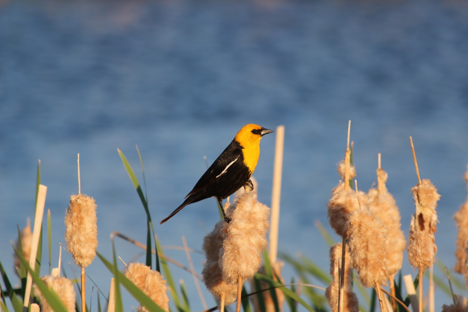 Bird Banding in Saskatchewan Will these Yellowheaded Blackbirds come