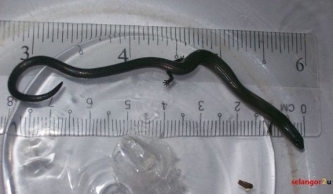 ular berkaki 4 malaysia 2 Subhanallah! Ular Berkaki Empat di Malaysia 
