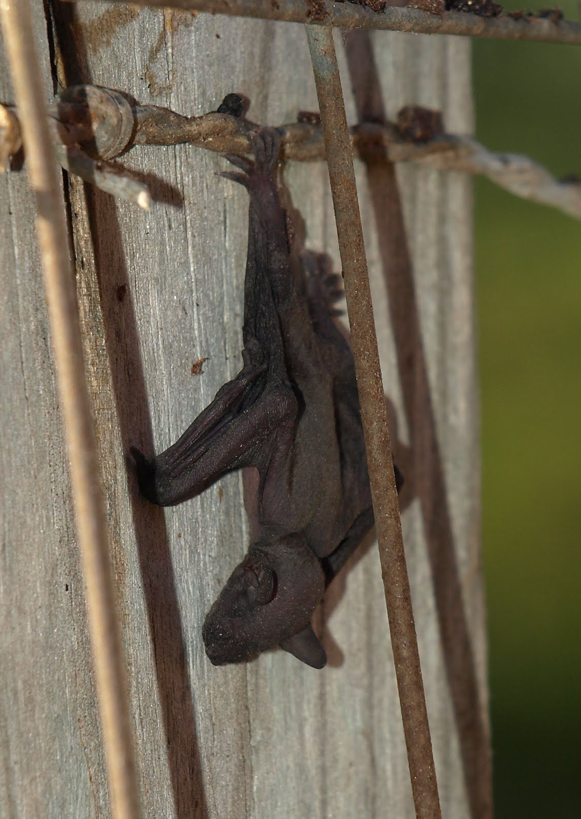 Cackleberry Cottage Baby bats
