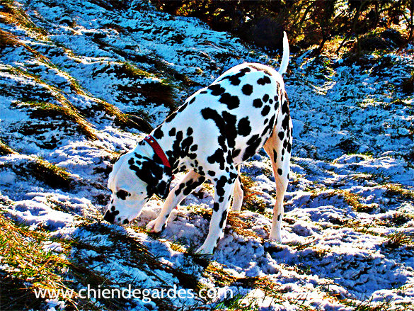 Le Dalmatien chien de garde - chien de garde Le Dalmatien chien de garde - chien de garde