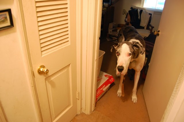 dog chews through door
