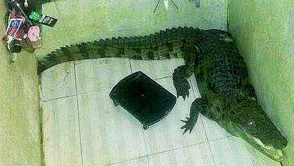 Lelaki India Ini Kaget Ketika Menemukan Buaya Di Kamar mandinya buaya