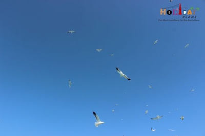 Flock of beautiful white birds on the way to Beyt Island Flock of beautiful white birds on the way to Beyt Island