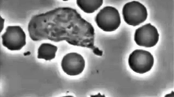 Como os glóbulos brancos perseguem bactérias (com video)