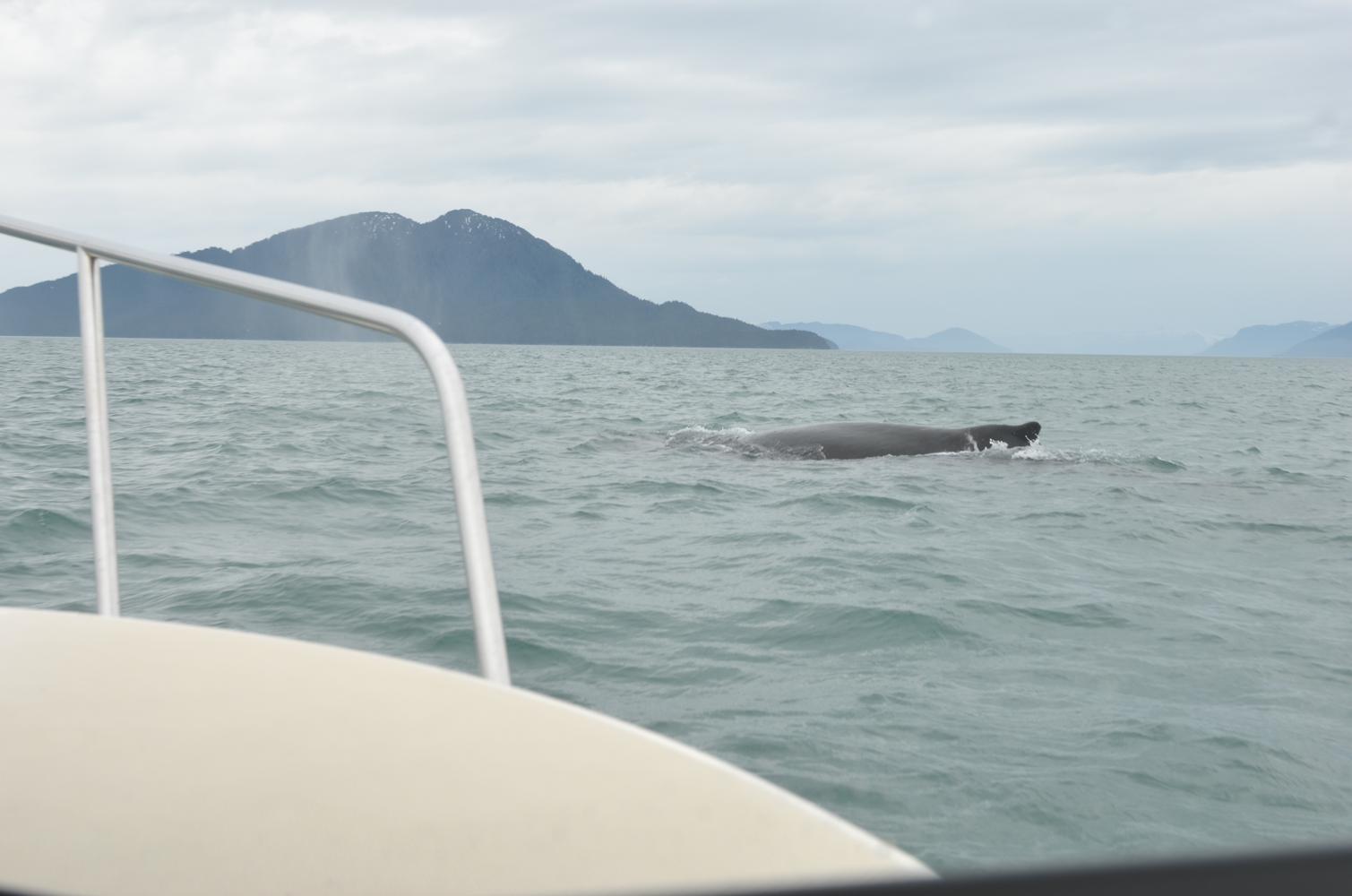 Safe Harbour Day 36Bartlett Cove to Hoonah