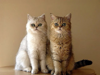 Cats Exotic Shorthair Cat