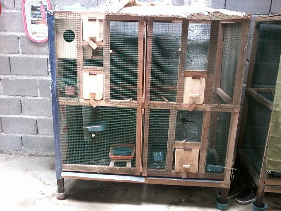 Murai Sukses Berternak Murai Batu Kandang Minimalis Ala Om Aryo