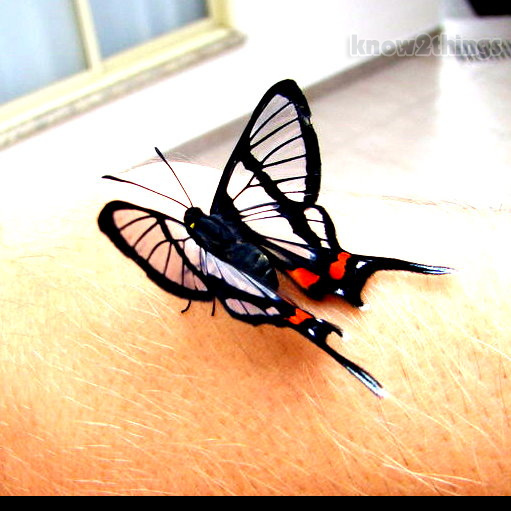 Top 10 Most Beautiful Butterflies Everything You Know