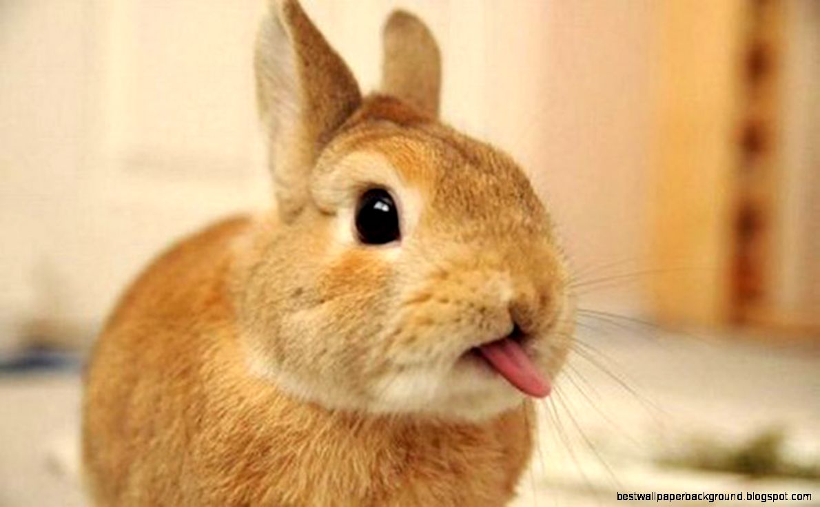 19 Cutest Bunnies Sticking Out Their Tongues 19 Cutest Bunnies Sticking Out Their Tongues
