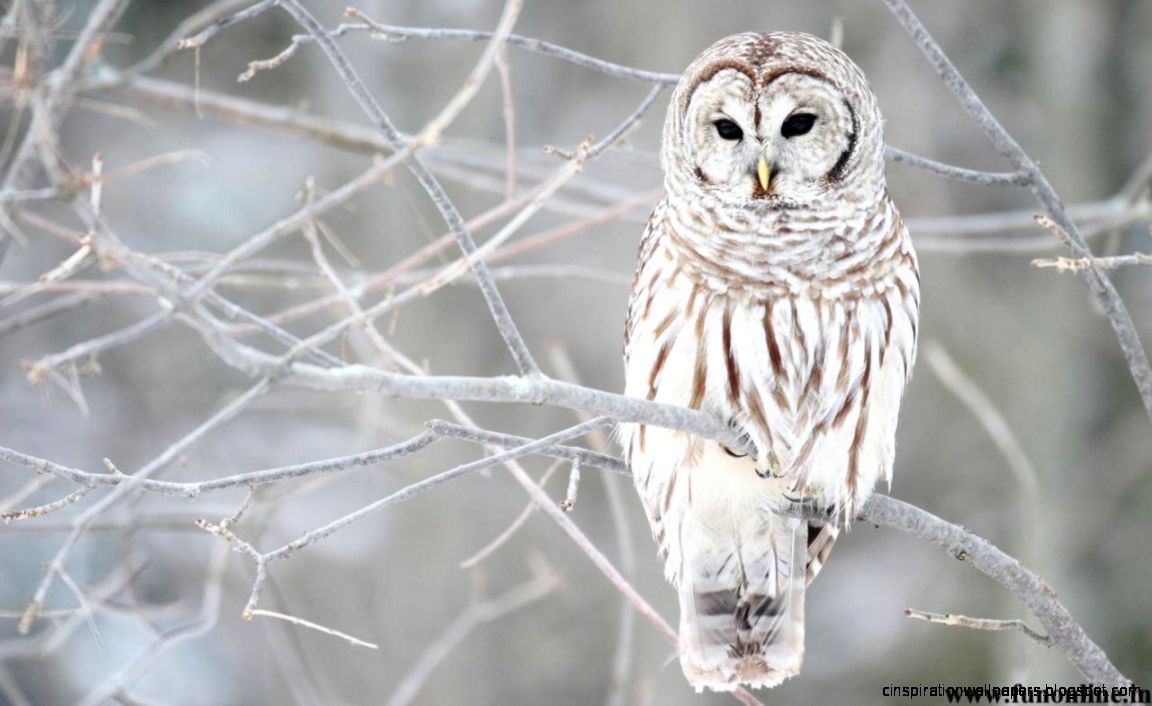 White Snow Owl White Snow Owl