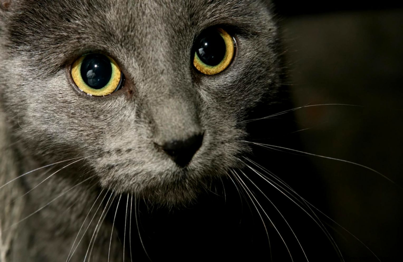 Grey cat wallpaper 1409 Grey cat wallpaper 1409