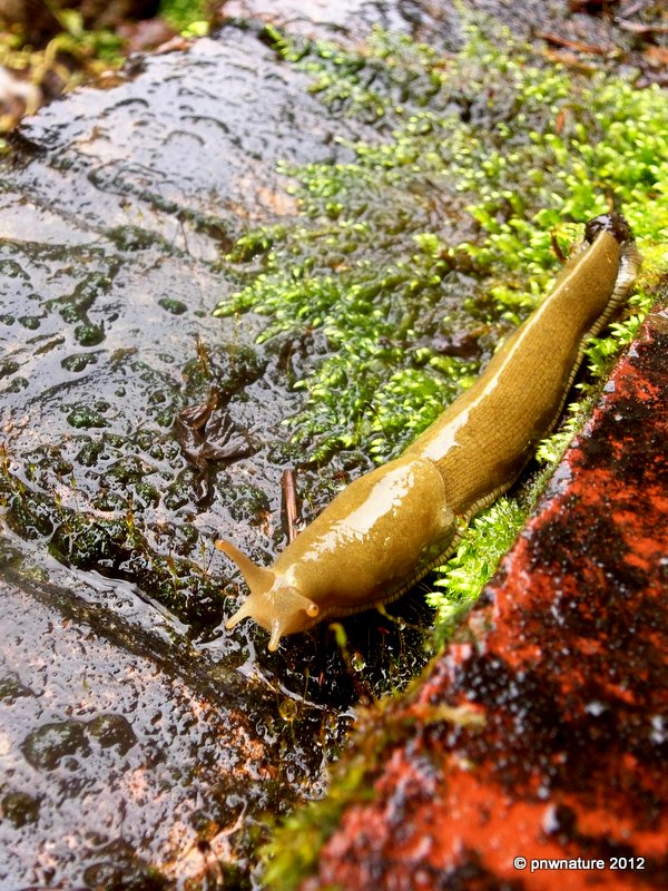 Banana Slug! First Slug of 2012