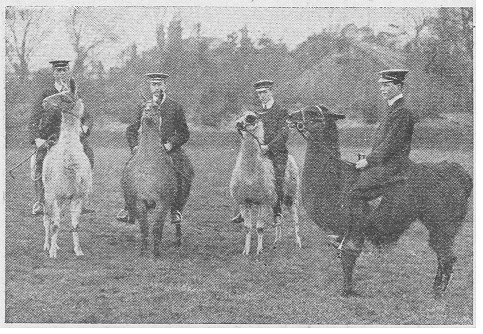 1910-llamas.jpg