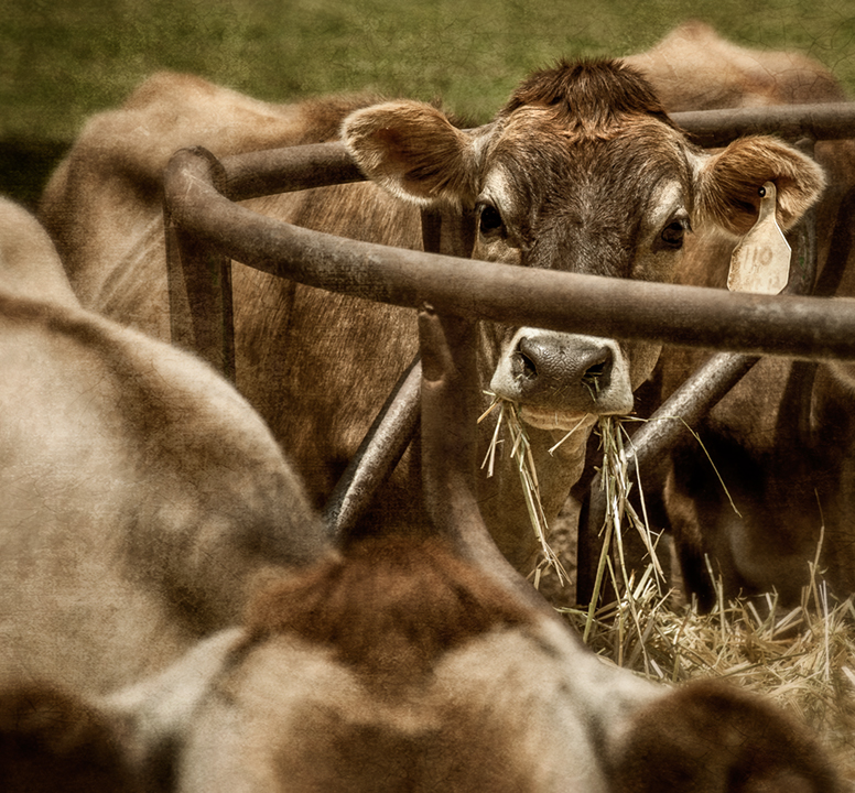 Dan Routh Photography Jersey Cows