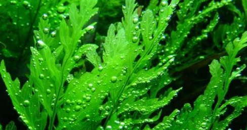 Mengenal Rumput Laut dan Khasiatnya - Tanaman Berkhasiat dan Obat