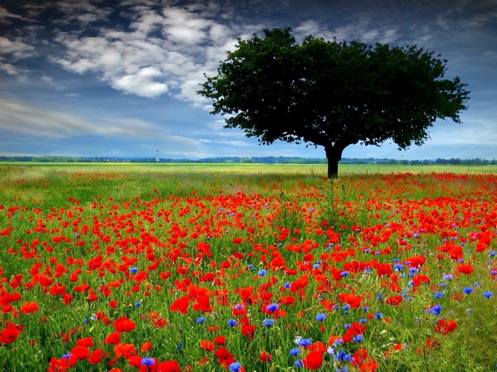 60 fotografías de las flores más hermosas del mundo 